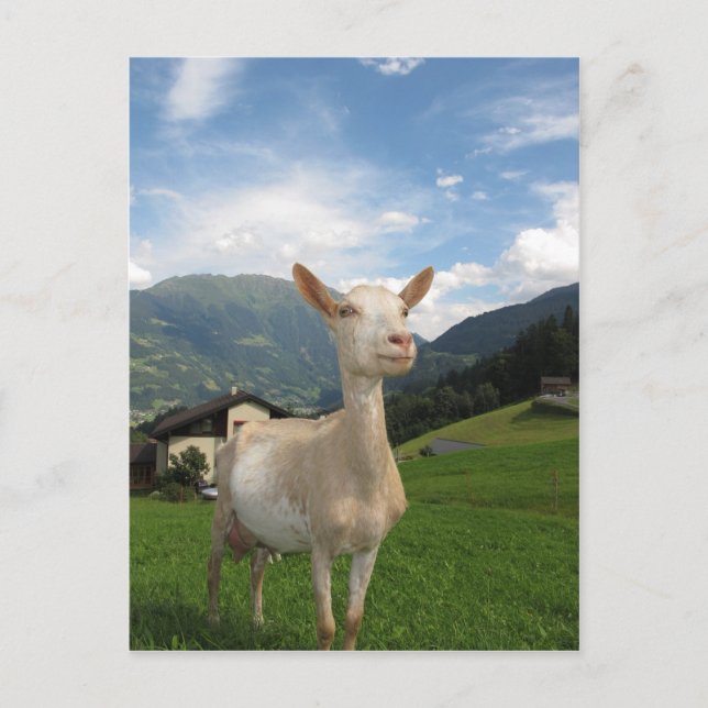 White goat postcard (Front)