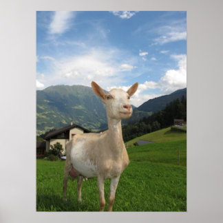 White goat poster