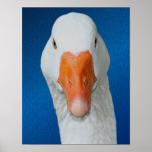 White Goose Face Farm Animal Poster