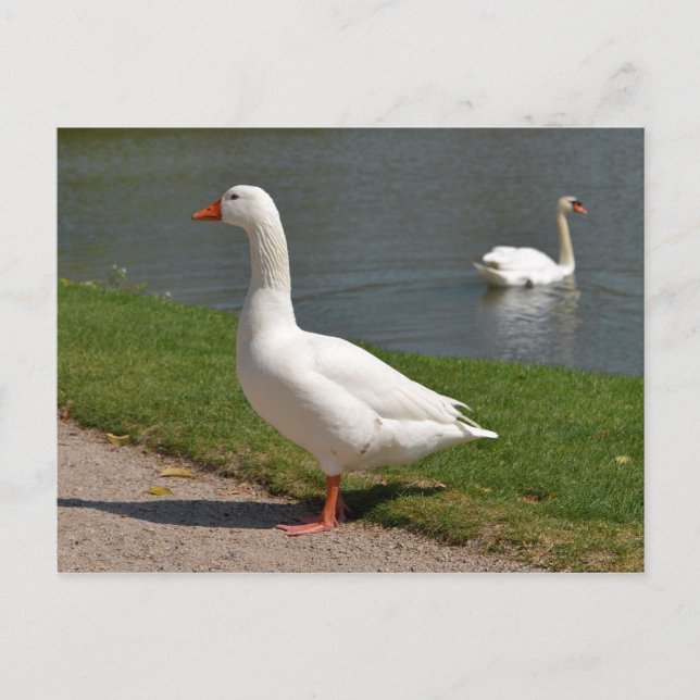 White goose near of pond postcard (Front)