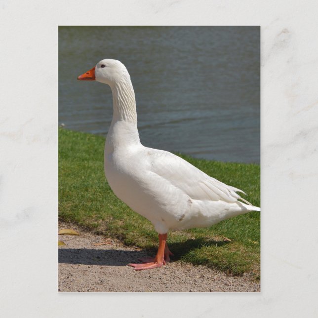 White goose near of pond postcard (Front)