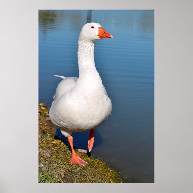 White goose on grass poster (Front)