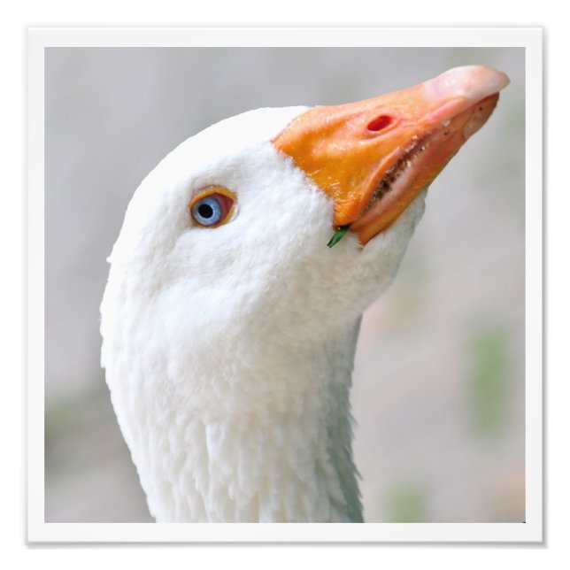 White Goose Photo Print (Front)