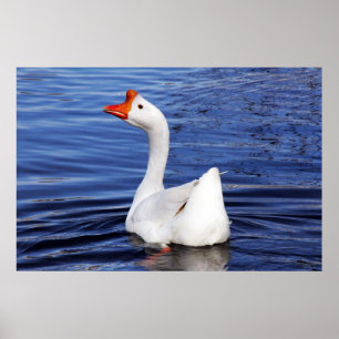 white goose swimming on blue water photo poster