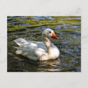 White goose swimming on water holiday postcard