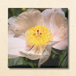 White Grace Peony  Magnet