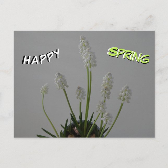 White Grape Hyacinths Cust. Text Spring Postcard (Front)