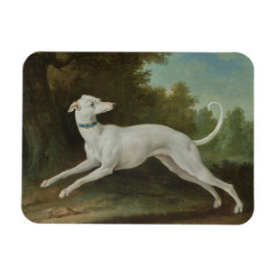 White Greyhound Dog Magnet
