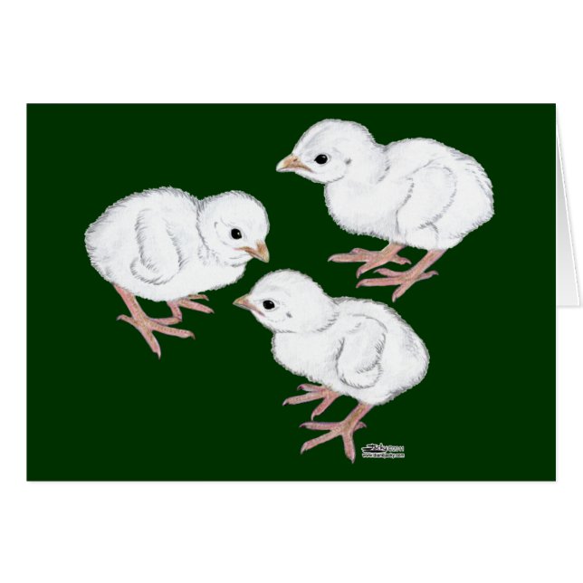 White Guinea Keets (Front Horizontal)