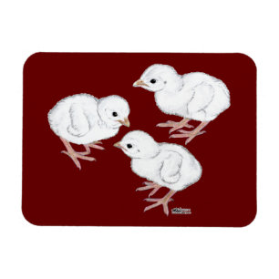 White Guinea Keets Magnet