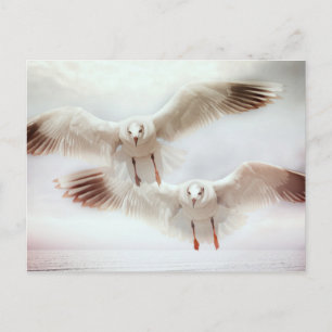 White gulls in flight postcard