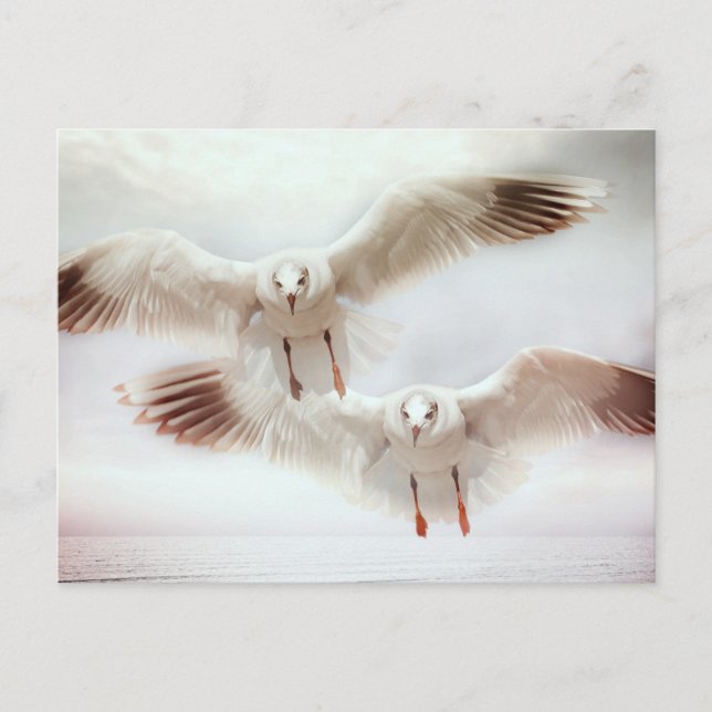 White gulls in flight postcard (Front)