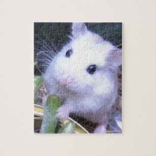 hamster puzzles