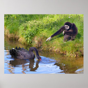 White-handed gibbon and black swan postcard rectan poster