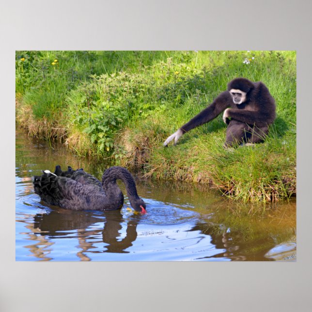 White-handed gibbon and black swan postcard rectan poster (Front)