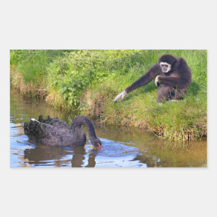 White-handed gibbon and black swan postcard rectangular sticker