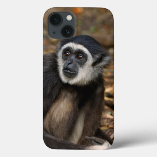 White-Handed Gibbon (Hylobates Lar), Monkeyland iPhone 13 Case