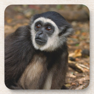 White-Handed Gibbon (Hylobates Lar), Monkeyland Coaster
