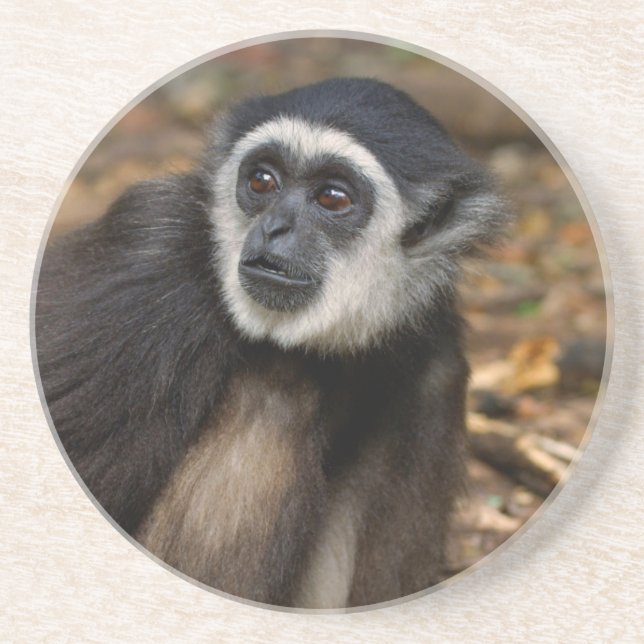 White-Handed Gibbon (Hylobates Lar), Monkeyland Coaster (Front)