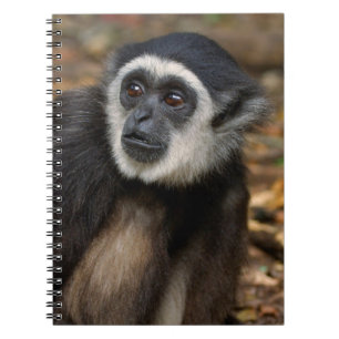 White-Handed Gibbon (Hylobates Lar), Monkeyland Notebook