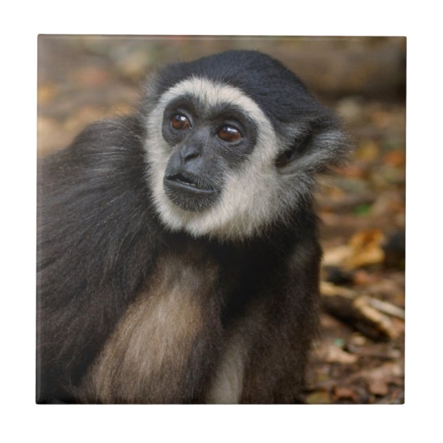 White-Handed Gibbon (Hylobates Lar), Monkeyland Tile (Front)