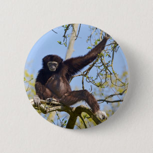 White-handed gibbon in tree 6 cm round badge
