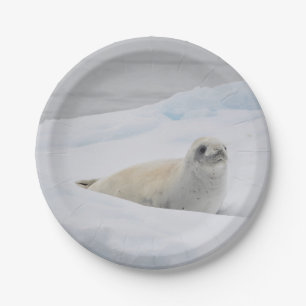 White Harbor Seal Snow Photo Paper Plate