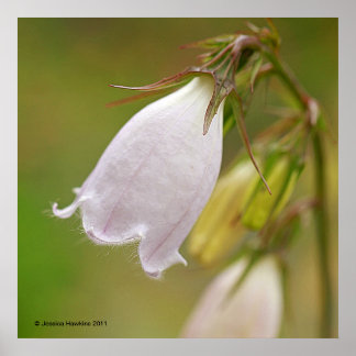 White Harebell Poster