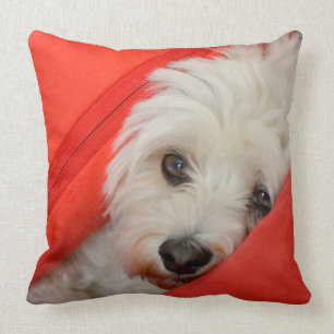 white Havaneser dog is on orange cushions