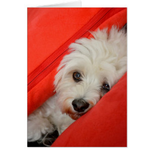 white Havaneser dog is on orange cushions