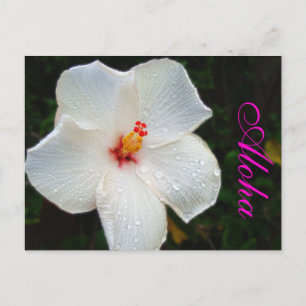 White Hawaii Hibiscus Postcard