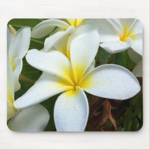 White Hawaii Plumeria Flower Mouse Pad