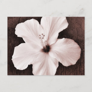 White Hawaiian Hibiscus Sepia Tropical Flower Postcard