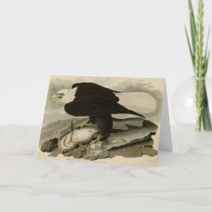 White-headed (Bald Eagle) Audubon Birds of America Card