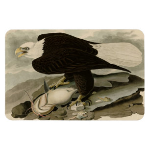 White-headed (Bald Eagle) Audubon Birds of America Magnet