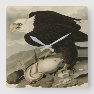White-headed (Bald Eagle) Audubon Birds of America Square Wall Clock