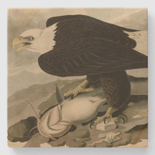 White-headed (Bald Eagle) Audubon Birds of America Stone Coaster