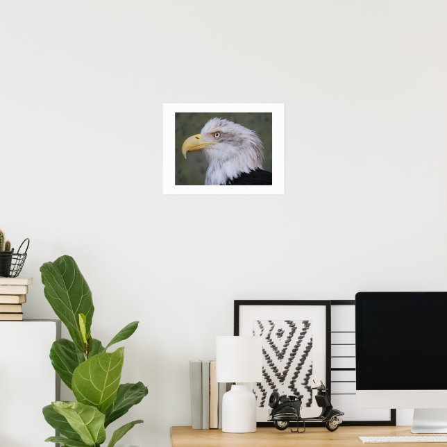 White Headed Bald Eagle Photographic Poster (Home Office)