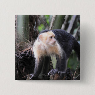 White-headed capuchin, Cebus capucinus. Playa 15 Cm Square Badge