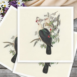 White-headed Fruit Pigeon, Napkin