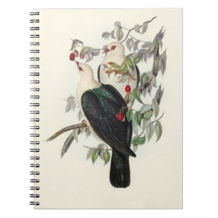 White-headed Fruit Pigeon, Notebook
