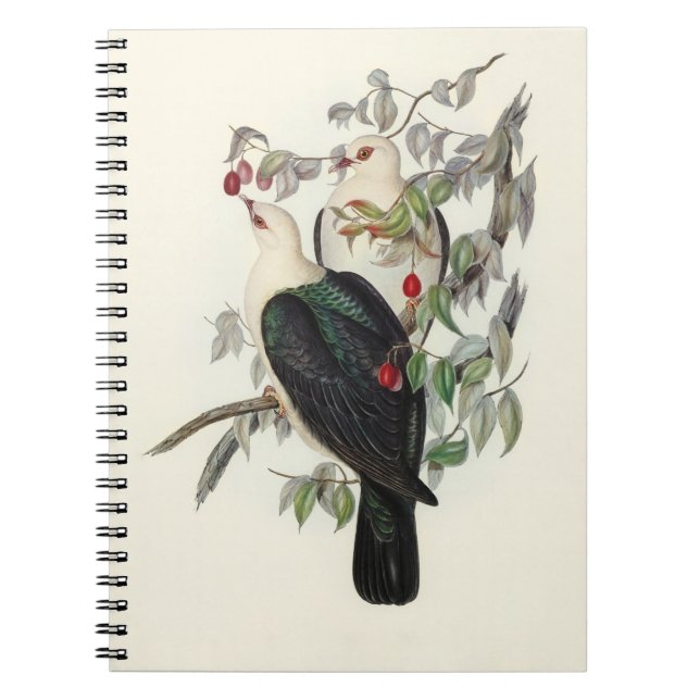 White-headed Fruit Pigeon, Notebook (Front)