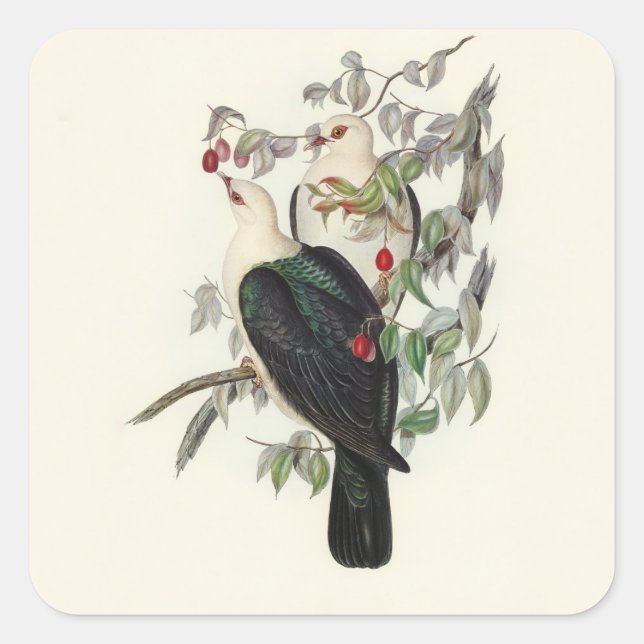 White-headed Fruit Pigeon,  Square Sticker (Front)