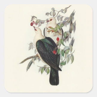 White-headed Fruit Pigeon, Square Sticker