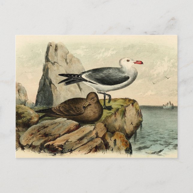 White Headed Gull Postcard (Front)