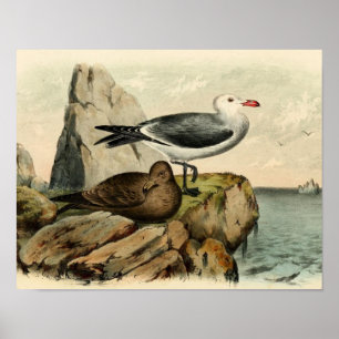 White Headed Gull Poster