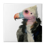 White-Headed Vulture Watercolor Painting Ceramic Tile<br><div class="desc">This is a watercolor painting of a white-headed vulture that lives in sub-Saharan Africa. They are critically endangered species. It has a orange and blue beak and the face is pink with no feathers. You can see its wrinkles on the neck. There is fluffy fur around the neck that almost...</div>