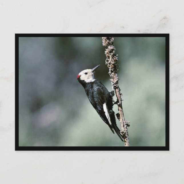 White-headed woodpecker postcard (Front)