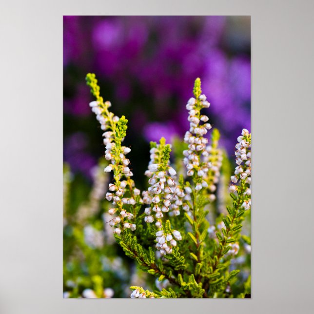 White heather flower Poster (Front)