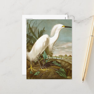 White Heron by John James Audubon Holiday Postcard